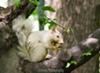 White Squirrel 