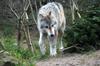 Grey Wolf walking