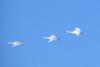 Tundra Swans flying