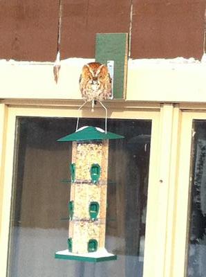 Little Owl at the bird-feeder