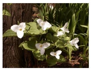 Trillium plant in spring in Ontario