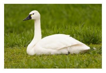 Tundra Swan sitting on grass