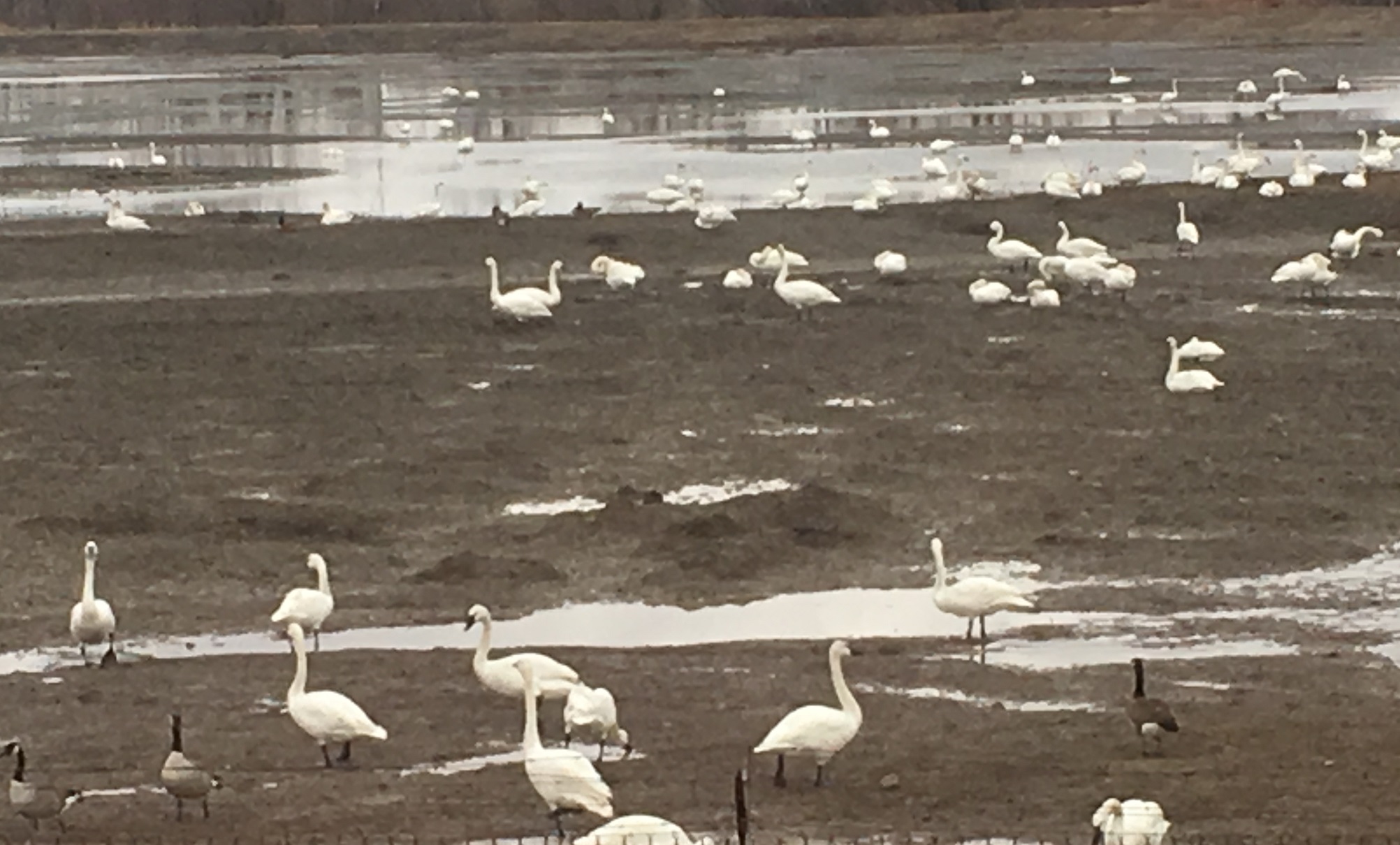 migrating Tundra Swans resting in Aylmer, Spring 2019