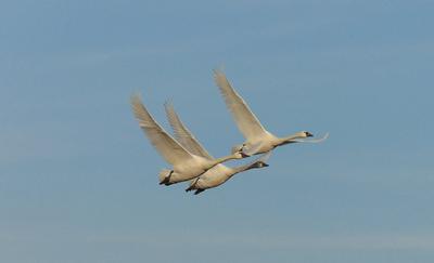 Photo of Tundra Swans - courtesy of Dan Bennett