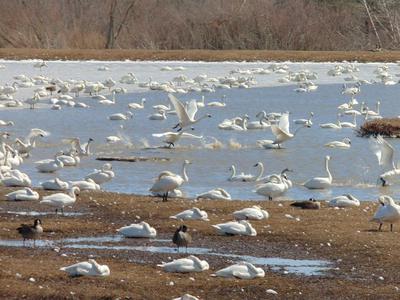 Swans