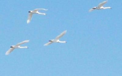 Migrating Tundra Swans