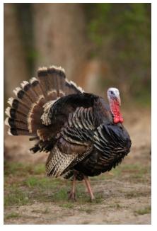 Wild Turkey in Ontario