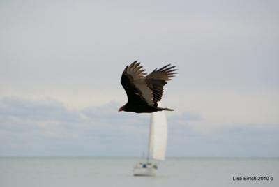 Wings and Water