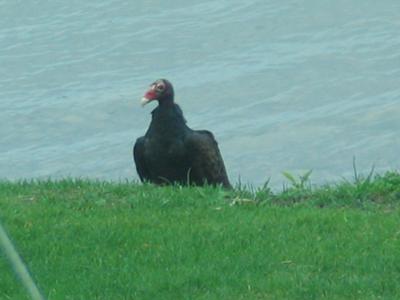 Turkey Vulture, Lake Scugog