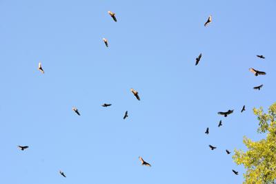 Turkey Vultures in flight