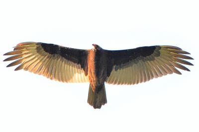 Turkey Vulture