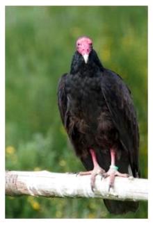 Turkey Vulture close-up, sitting on a branch showing red head