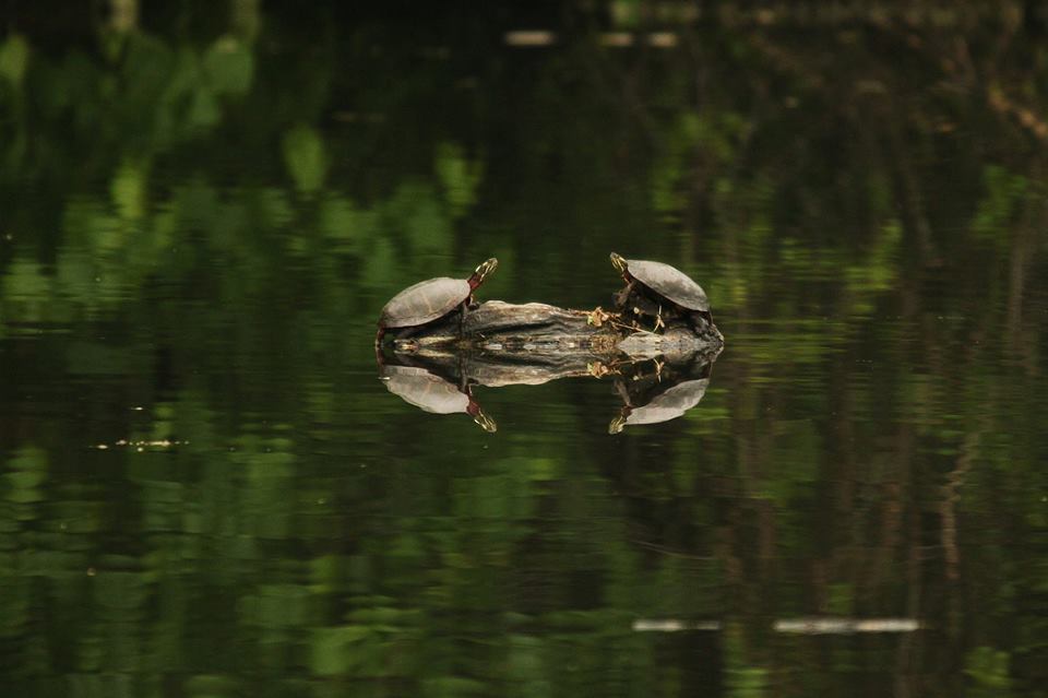 Turtles on a log by Aaron Blanshard photographer