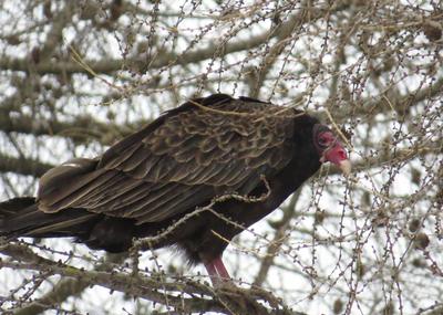 Turkey Vulture Huron County ON