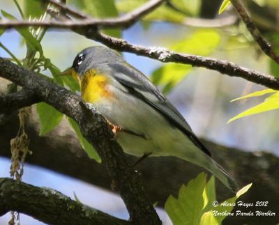 Northern Parula Warbler