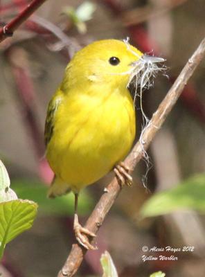 Yellow Warbler