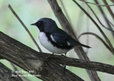 Black Throated Blue Warbler