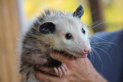Opossum in Ontario