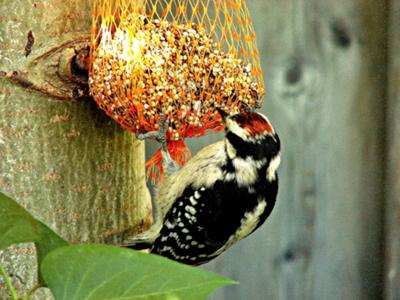 Downy Woodpecker