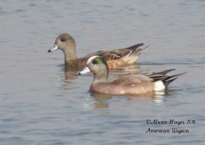 American Wigeon