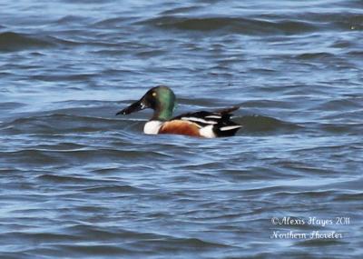 Northern Shoveler