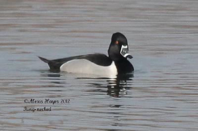 Ring-necked Duck