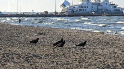 Couples enjoying the beach!