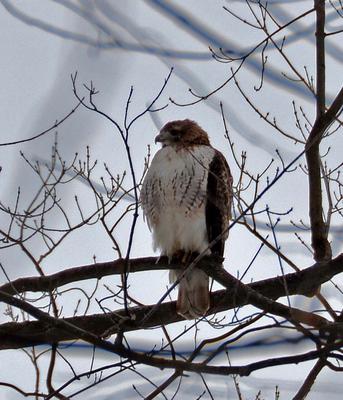 Waterloo Hawk