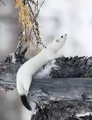 winter weasel in Ontario