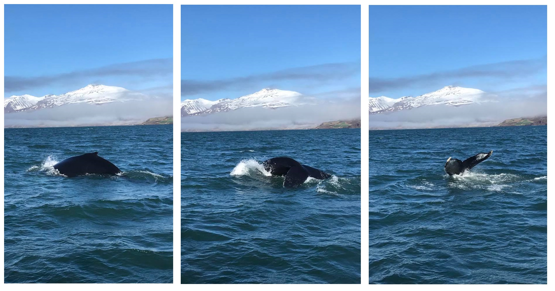 Three pictures of Humpback Whale, Hauganes, Iceland, May 2017