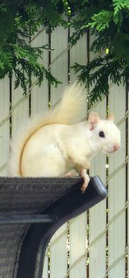 White Squirrel looking adorable!