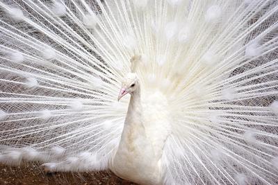 Ontario white peacock, close up
