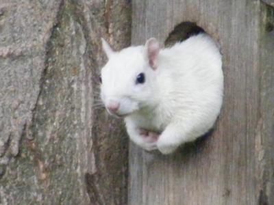 Hanover White Squirrel