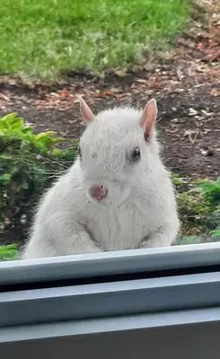 White Squirrel in Brampton Ontario