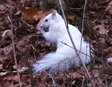 White Squirrel in High Park Toronto
