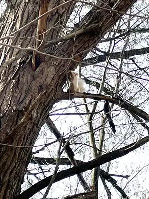 White squirrels in Exeter Ontario