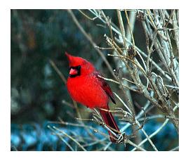 male cardinal in winter on a tree
