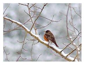 North American Robin in snow