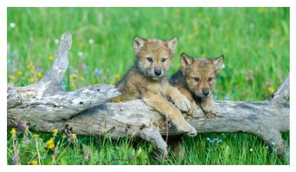 Grey Wolf cubs on a log - petits loups