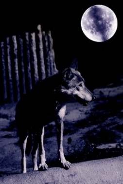 Wolf Moon