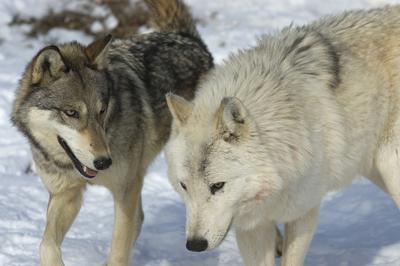 Wolves in snow in Ontario