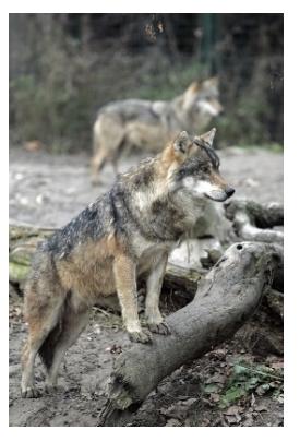 les loups - two Timber Wolves in Ontario