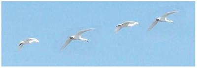 Tundra Swans