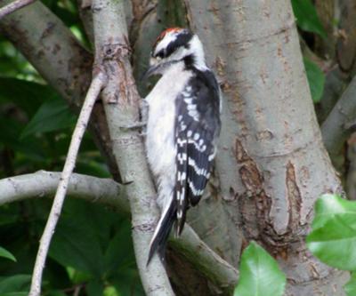 Woodpecker
