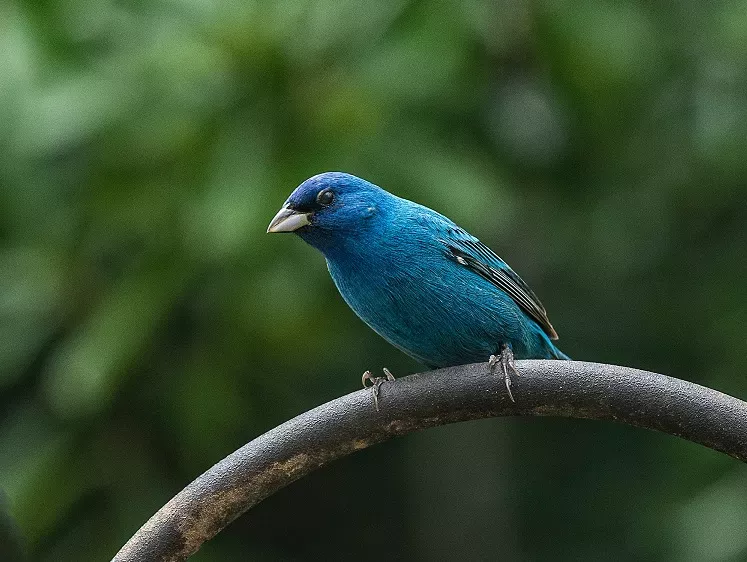 Indigo Bunting, Ontario