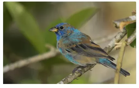 Indigo Bunting, Ontario