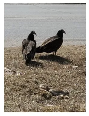 Turkey Vultures in Kingston Ontario