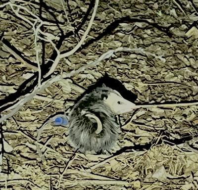 Young Opossum in Mississauga back yard