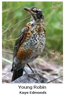 North American Robin - juvenile