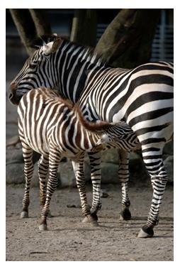 Zebra and young foal at African Lion Safari in Rockton Ontario